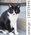 見つめる猫 139729446