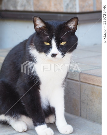 見つめる猫 見つめる猫 139729446
