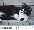 くつろぐ猫 139729447