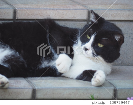 くつろぐ猫 くつろぐ猫 139729447