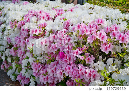 満開のツツジの花(春、四月) 満開のツツジの花(春、四月) 139729489