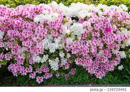 満開のツツジの花(春、四月) 満開のツツジの花(春、四月) 139729491
