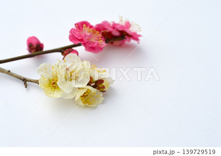 白バックに紅梅と白梅の花　 139729519