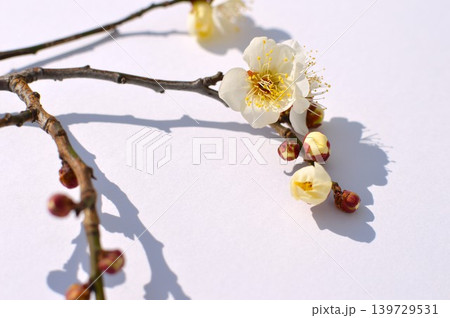 白バックに白梅の花とつぼみ 白バックに白梅の花とつぼみ 139729531