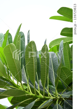 beautiful green leaf texture in springtime, water drop on frangipani leaves beautiful green leaf texture in springtime, water drop on frangipani leaves 139729613