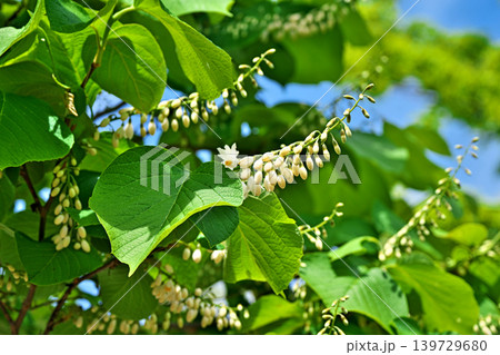 白いハクウンボクの蕾(春、四月) 白いハクウンボクの蕾(春、四月) 139729680