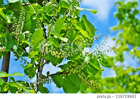 白いハクウンボクの蕾(春、四月) 白いハクウンボクの蕾(春、四月) 139729681