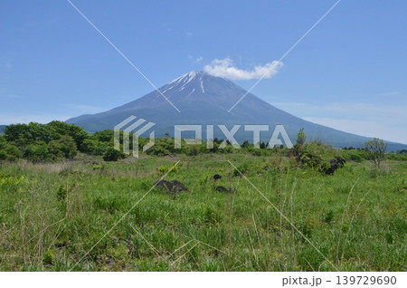 富士山(朝霧高原/静岡県富士宮市) 富士山(朝霧高原/静岡県富士宮市) 139729690