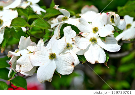 白いハナミズキの花(春、四月) 白いハナミズキの花(春、四月) 139729701