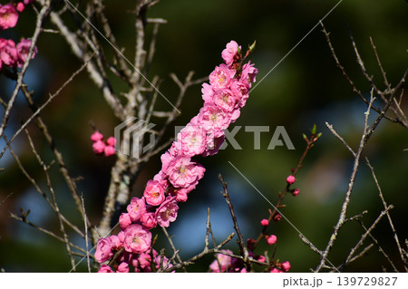 ビッシリついたピンクの梅の花 ビッシリついたピンクの梅の花 139729827