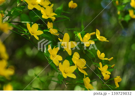 垂れ下がる一重のヤマブキの花 垂れ下がる一重のヤマブキの花 139729832