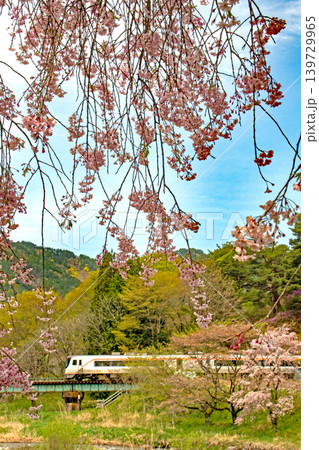 青空の下、桜咲く飛騨路を駆け抜ける新型特急ひだ 139729965