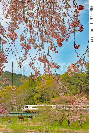 青空の下、桜咲く飛騨路を駆け抜ける新型特急ひだ 青空の下、桜咲く飛騨路を駆け抜ける新型特急ひだ 139729966