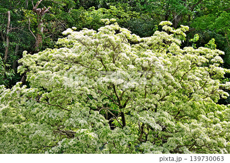 白いヒトツバタゴの花(春、四月) 白いヒトツバタゴの花(春、四月) 139730063