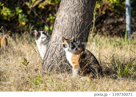 仲良しな二匹の野良猫 仲良しな二匹の野良猫 139730071