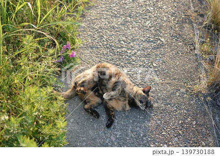 堤防で遊ぶさび猫 堤防で遊ぶさび猫 139730188