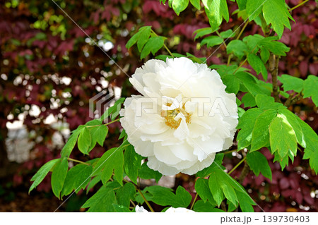 白いボタンの花(春、四月) 白いボタンの花(春、四月) 139730403