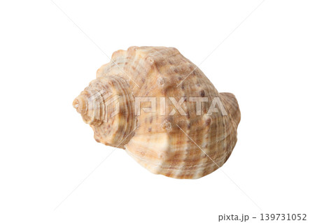 Seashell in a front view showing its curved shape, PNG Seashell in a front view showing its curved shape, PNG 139731052