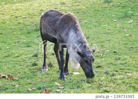 Reindeer Grazing on Green Grass in an Open Pasture During Autumn Reindeer Grazing on Green Grass in an Open Pasture During Autumn 139731085
