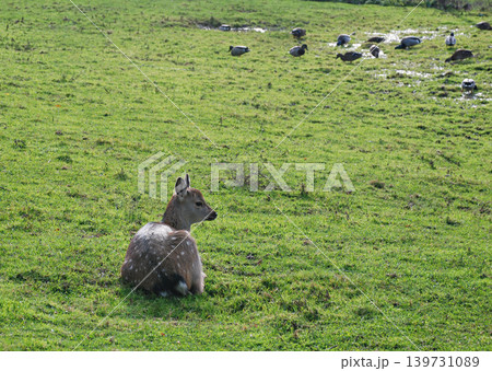 Young Spotted Fawn Resting in a Green Pasture with Grazing Mallard Ducks Young Spotted Fawn Resting in a Green Pasture with Grazing Mallard Ducks 139731089