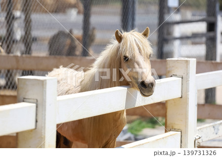 Close up head dwarf horse in the garden Close up head dwarf horse in the garden 139731326