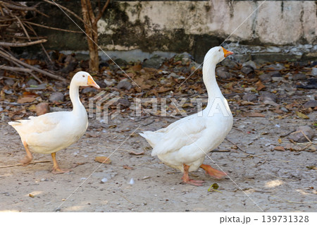 The white duck in nature farm thailand The white duck in nature farm thailand 139731328