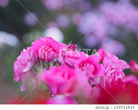ピンク色の薔薇と後ろぼけ 139731634
