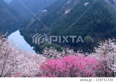 花桃の里から仁淀川を眺める 高知県 花桃の里から仁淀川を眺める 高知県 139731720