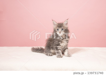 ピンクバックとメインクーンの仔猫 ピンクバックとメインクーンの仔猫 139731740