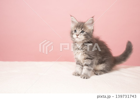ピンクバックとメインクーンの仔猫 139731743
