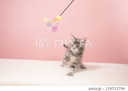 ピンクバックと猫じゃらしで遊ぶメインクーンの仔猫 139731794