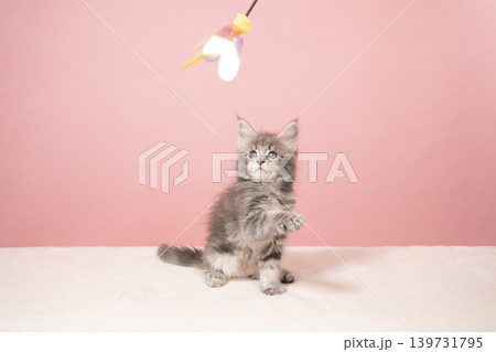 ピンクバックと猫じゃらしで遊ぶメインクーンの仔猫 ピンクバックと猫じゃらしで遊ぶメインクーンの仔猫 139731795