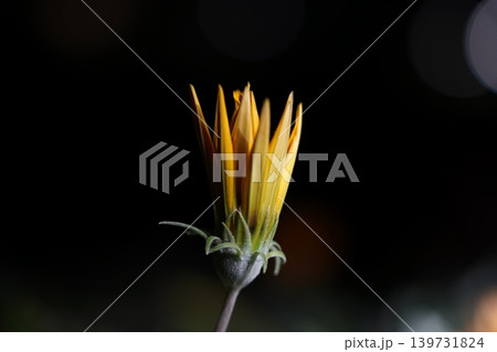 Unopened Gazania Flower Bud Close Up Photography 139731824