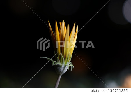 Gazania Flower Bud Close Up 139731825