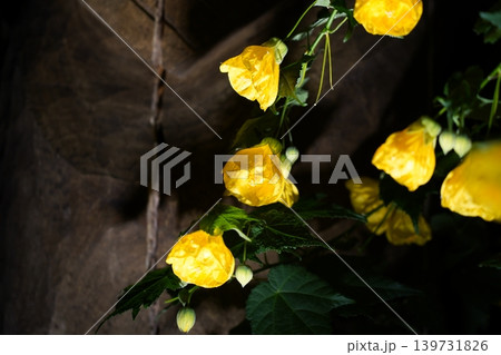 Flowering Abutilon Pictum Plant Bright Yellow Flowers Flowering Abutilon Pictum Plant Bright Yellow Flowers 139731826