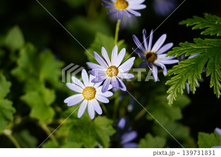 Felicia amelloides Blue Daisy Flowers Close Up 139731831