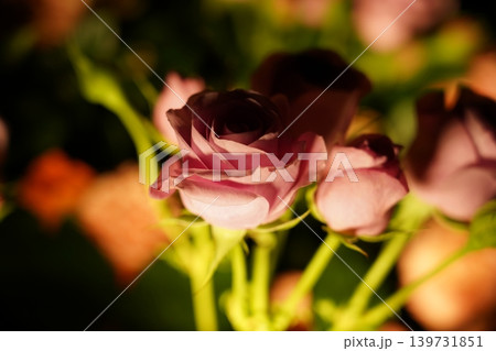 Beautiful Pink Roses Floral Arrangement Still Life 139731851