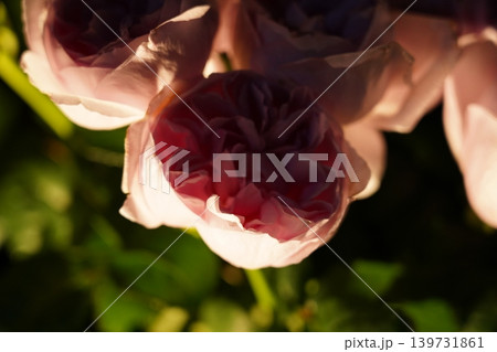 Close Up of Pink Rose Bloom Beauty 139731861