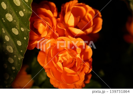 Orange Begonia Flowers and Begonia Maculata Leaf Close Up Orange Begonia Flowers and Begonia Maculata Leaf Close Up 139731864