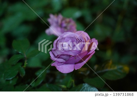 Purple Rose Flower Close Up Blooming in Garden 139731868