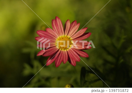 Close up of a beautiful pink Marguerite Daisy Close up of a beautiful pink Marguerite Daisy 139731872
