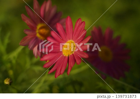 Close up of Blooming Argyranthemum Flowers Close up of Blooming Argyranthemum Flowers 139731873