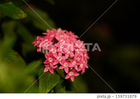 Vibrant Pink Pentas Flower Close Up Photography 139731879