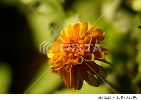 Vibrant Orange Chrysanthemum Flower Close Up 139731896