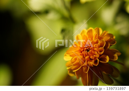 Close Up of a Beautiful Orange Chrysanthemum Flower 139731897