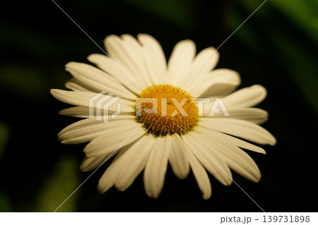 Close up of a Beautiful Daisy Flower Bloom Close up of a Beautiful Daisy Flower Bloom 139731898