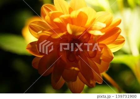 Close Up of a Vibrant Orange Dahlia Flower Bloom Close Up of a Vibrant Orange Dahlia Flower Bloom 139731900