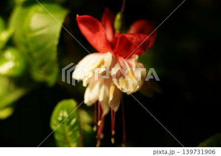 Beautiful Fuchsia Flower Close Up Beautiful Fuchsia Flower Close Up 139731906