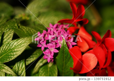 Pentastar Flowers and Red Flowers Pentastar Flowers and Red Flowers 139731912