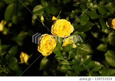 Yellow Roses Blooming in the Garden Yellow Roses Blooming in the Garden 139731914